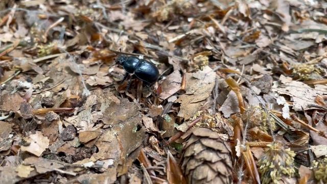 Crazy Bug Crawling Around | Anoplotrupes Stercorosus | Pure Nature
