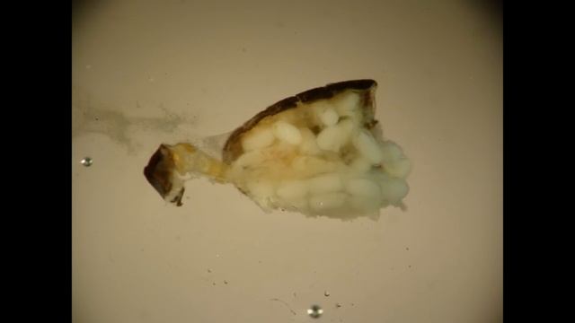 Trogoderma (Dermestidae) Adult Dissection