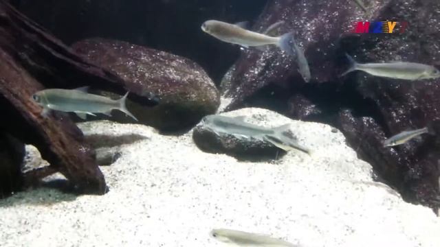 A77  Starlet Sturgeon, Lava rets, Minnow, Sculpin