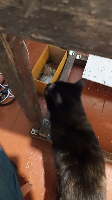 Муся участвует в сборке станочка смотреть онлайн