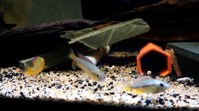 COOL NEW DWARF CICHLIDS - The Egyptian Mouthbrooder смотреть онлайн