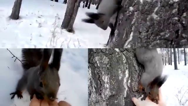 КОЗИЙ СЫР/ ВЫПУСК #002 смотреть онлайн