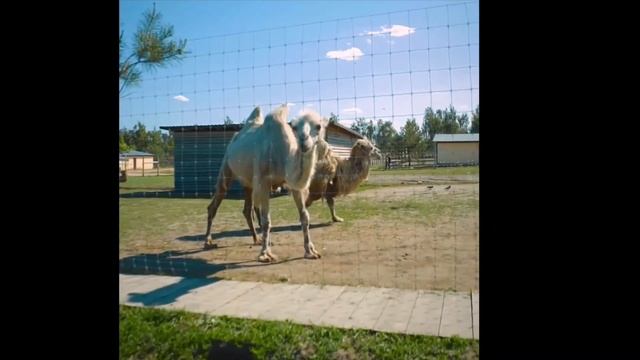 ДПС України - : - AFC Darnytsa City смотреть онлайн