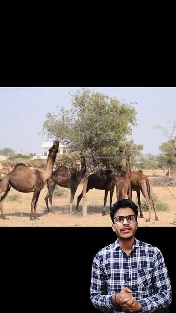 राजस्थान का राज्य वृक्ष - खेजड़ी 🌲🌳🌳 Rajasthan GK shorts by Shiv sir @Shrikishoriji07 #shorts смотреть онлайн
