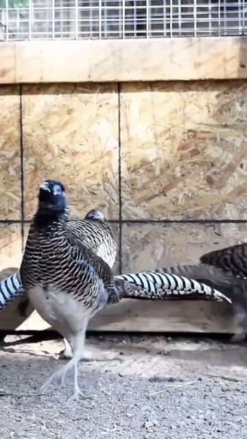 2022 Hatch Lady Amherst Pheasants #shorts #splittintrackspheasantry #pheasants #pheasant