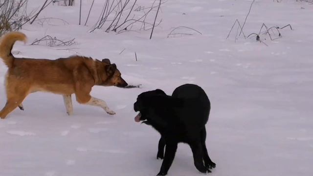 Арни на природе играет в футбол