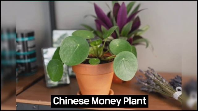 60 Best Indoor Plants that Need low Sunlight with names | Low Light Indoor Plants identification смотреть онлайн