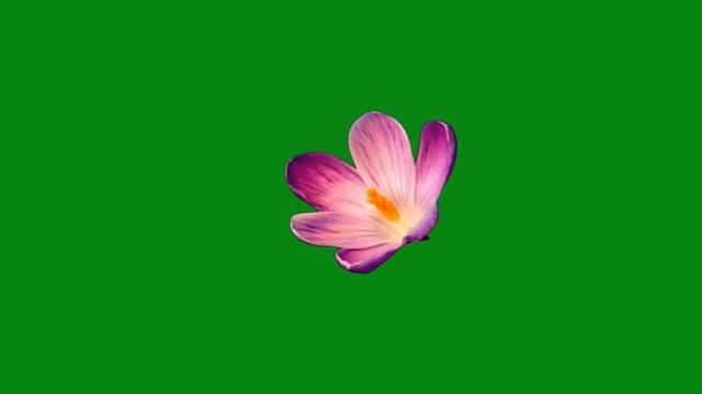 Green Screen Nature - Flowers 05 | Flores Natureza - Chroma Key смотреть онлайн