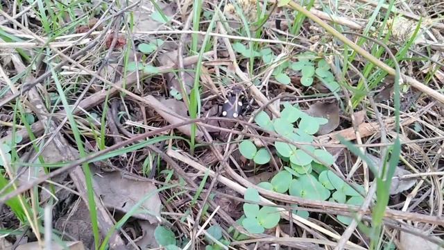 Anthia смотреть онлайн