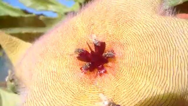 Flys on Stapelia gigantea.MPEG смотреть онлайн