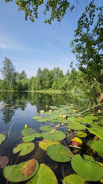 Секретное озеро с лилиями смотреть онлайн