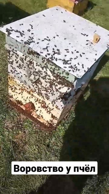 Пчелиное воровство – достаточно распространенная проблема.