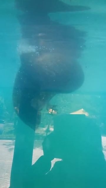 Морж под водой. смотреть онлайн