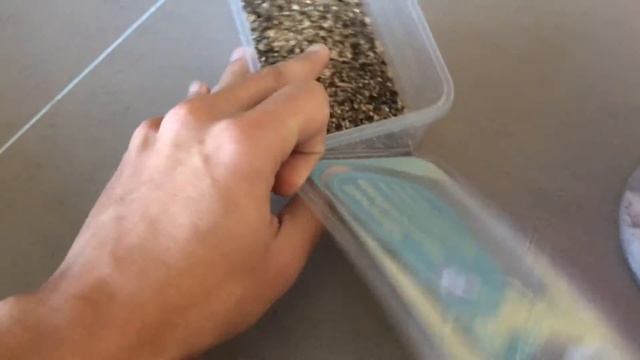 Extatosoma tiaratum смотреть онлайн