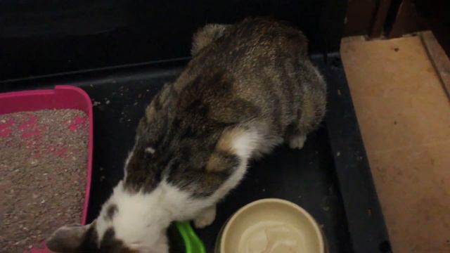 Соскучились по животным. Кошка с котятами у тети Оли.