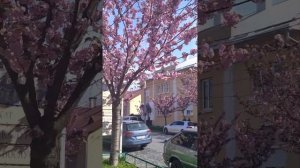 САКУРА В МУКАЧЕВО #ВЕСНА #САКУРА #ЦВЕТЕТ#КРАСОТА#КРАСОТИЩЕЕЕЕЕ