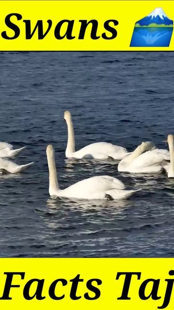 Swans facts in Hindi смотреть онлайн