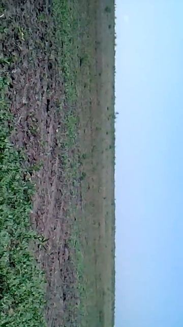 КУРОПАТКА ! смотреть онлайн