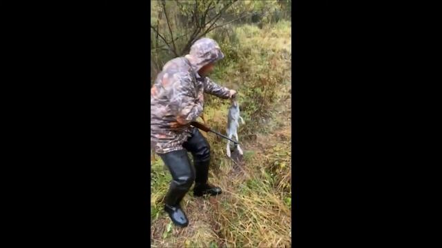 Молодой заяц