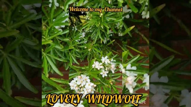 BEAUTIFUL FLOWERS! ('White Dazzler') смотреть онлайн