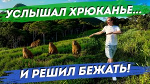 Путь по тропе из Ingleses в Praia Brava. Маршрут через джунгли. Дикий лес Бразилии. Хайкинг.