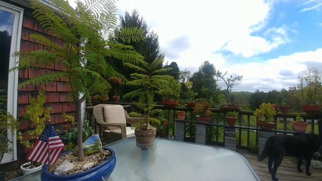 Delonix Regia and Blue Jacaranda Pruning - Planters Choice Bonsai Starter Kit смотреть онлайн