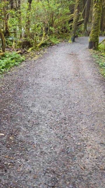 Invasive Periwinkle vs. Native Pacific Bleeding Heart in the PNW смотреть онлайн