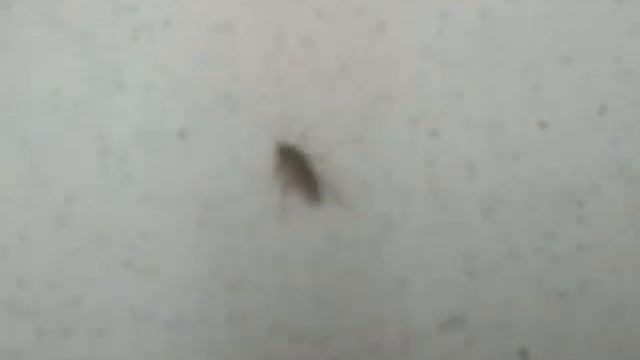 Таракан танцует лезгинку смотреть онлайн