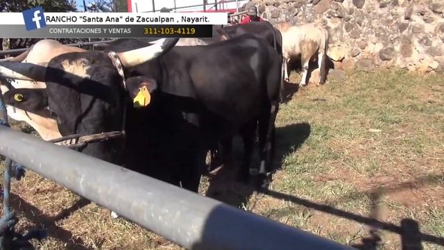 Entrevista a NESTOR AGUAYO de ganadería RANCHO SANTA ANA, 9-NOV-2019 смотреть онлайн