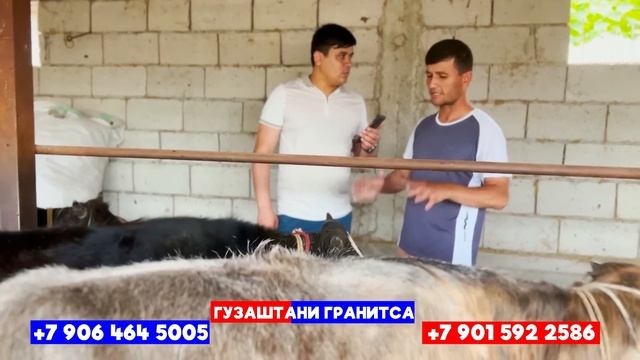 3 Букам Харом шид.Хама дарду азоби Дехконбача дар ин барнома.Дехконира бас мекнм.