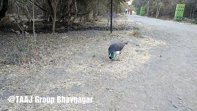 Maro chhe mor - gujarati baalgeet || Taneesha Joshi || TAAJ Group Bhavnagar
#gujaratibaalgeet смотреть онлайн