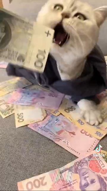 Богатый Кот 🐈💸