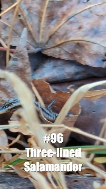 Year End Progress | My 2022 Herping Year List смотреть онлайн