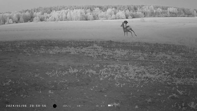Lapė Susitinka Su Stirna /Fox Meets Deer/Medžioklinė Kamera/Trail Camera Video HC-801A