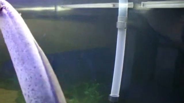 My Protopterus annectens eating. смотреть онлайн