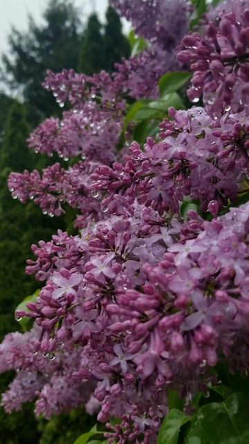 Most Beautiful Lilac 🌸💗🌧#lilac #youtube #shorts #video #flowers #spring смотреть онлайн
