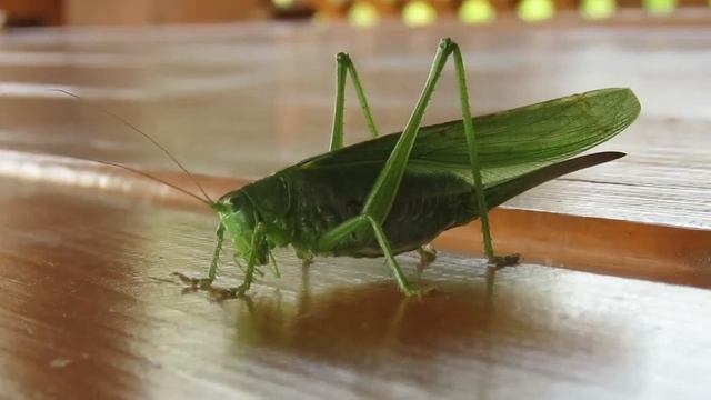 Самка кузнечика - креативная фотомодель