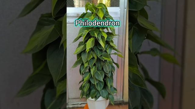 Low light house plants for indoors which tolerate dark and neglect both. смотреть онлайн