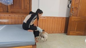 Monkey Su «Super run» 😂 secretly harvests eggs to feed mom dog
