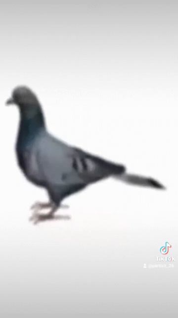 😎Голубь эпично крутится под Maxwell Cat😎