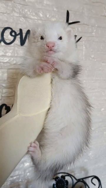 полуангора Холли