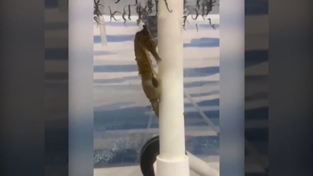 Male Seahorse Gives Birth To An Army Of Offspring | NATURE 360