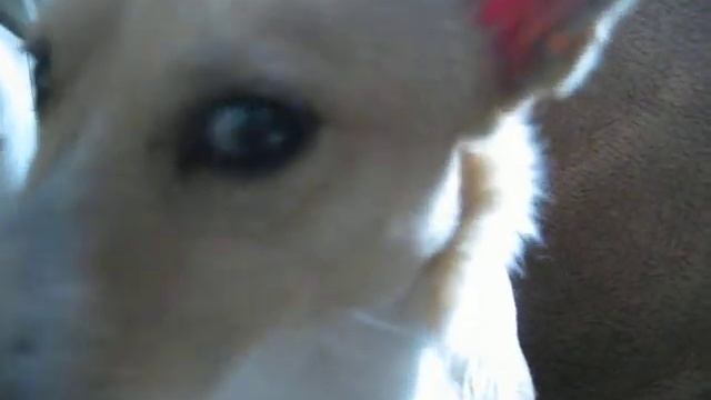 просто собака смотреть онлайн