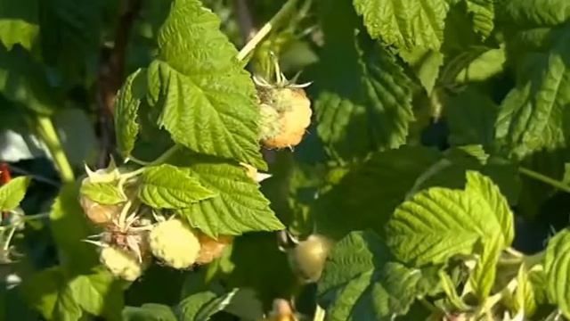 Нина Матвиенко опять поёт !