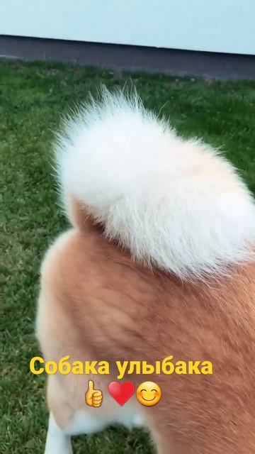 Собака барабака улыбака 🐶❤️ #shorts #dog смотреть онлайн