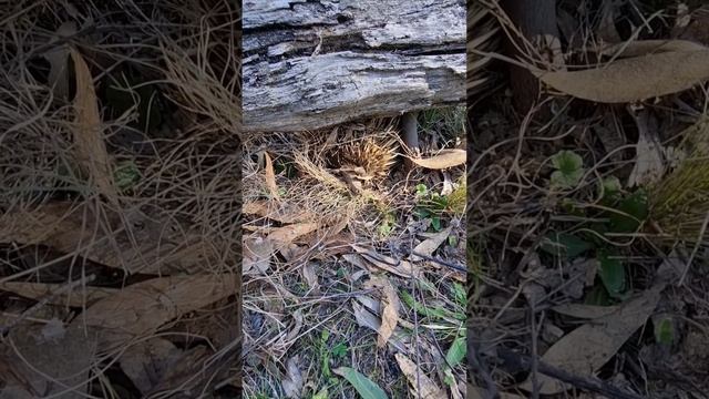 #rare #sighting #shy #echidna #socialanxiety #monotreme #mulligansflats #australianwildlife #unique смотреть онлайн