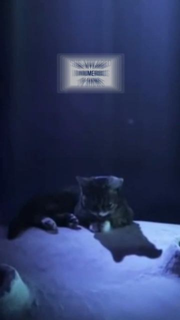 Famous Cats: Lil Bub, the perma-kitten смотреть онлайн