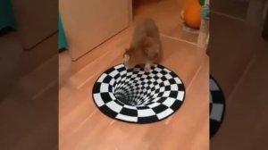 Реакция собак и кота на 3D ковёр