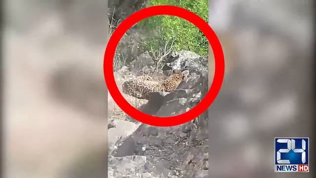 Life In Danger l Leopard Tiger Come In City From Jungle смотреть онлайн