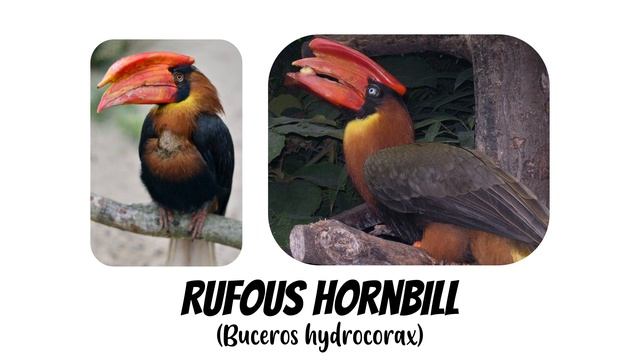 3 Species of Buceros Genus Hornbill Birds (Buceros Genus) - Bucerotidae Family Part 1 смотреть онлайн